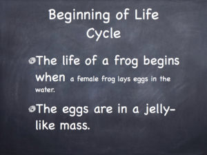 Animal life cycle sequencing words