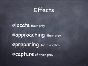 Animal Behavior Adaptations