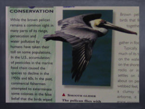 Conservation Status