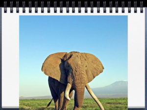 Animal Report Review