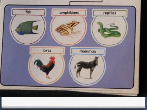 Animal Classification