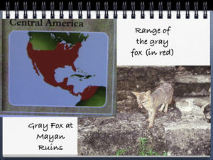 Gray Fox